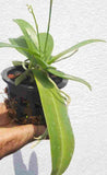 Phalaenopsis equestris sp.