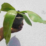 Phal.viiolacea X Phal.leuddemanniana 