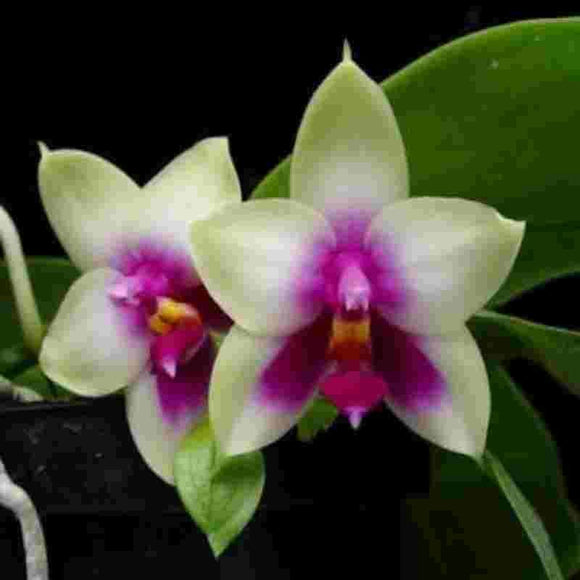 Phalaenopsis bellina sp.