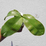 Phalaenopsis bellina sp.