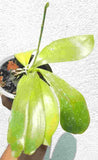 Phalaenopsis tetraspis spot  sp.