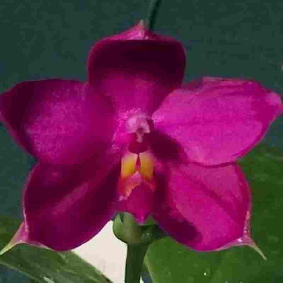 Phalaenopsis violacea 'Red Strain' sp.