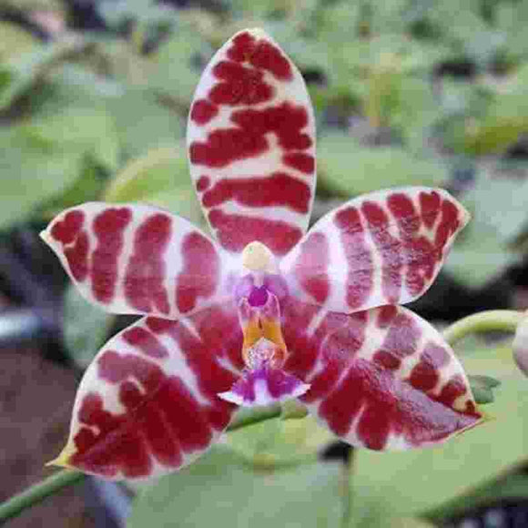 Phalaenopsis mariae  X Phal. amboinensis 