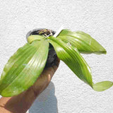 Phalaenopsis mariae  X Phal. amboinensis
