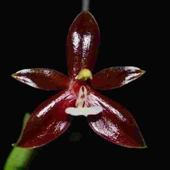 Phalaenopsis cornu cervi var.red sp.