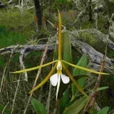 Epidendrum nocturum sp.