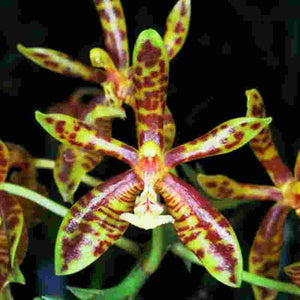 Phalaenopsis mannii sp.