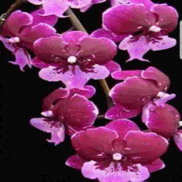 Phalaenopsis Chia Shin Hot Kiss