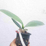 Phalaenopsis KV Golden Star