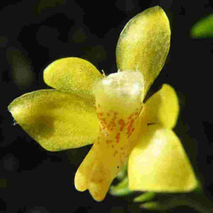 Thrixspermum bromeliforme sp.