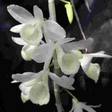 Dendrobium aphyllum var. alba 