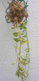 Dendrobium loddigesii variegated