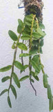 Dendrobium anosmum fma. philipinense
