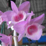Dendrobium Mentor (Polyanthum X Anosmum)