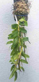 Dendrobium Mentor (Polyanthum X Anosmum)