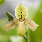 Paph. Exul X (Primulinium X Concolor)