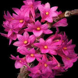 Dendrobium miyakei sp.