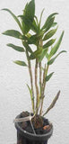 Dendrobium miyakei sp.