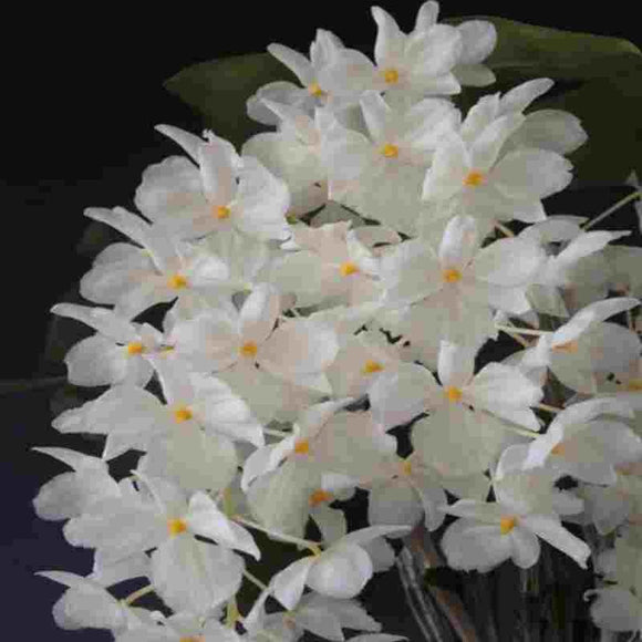 Dendrobium farmerii fma. alba sp. 