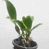 Dendrobium farmerii fma. alba sp.