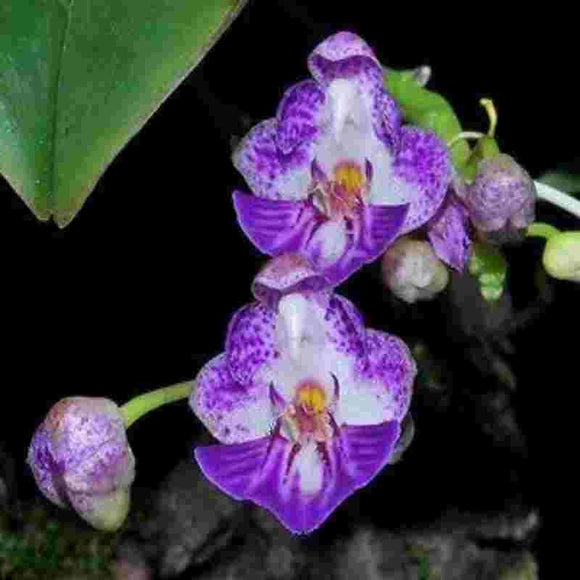 Phalaenopsis appendiculata sp.