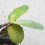 Phalaenopsis Sogo Pony 'YS'