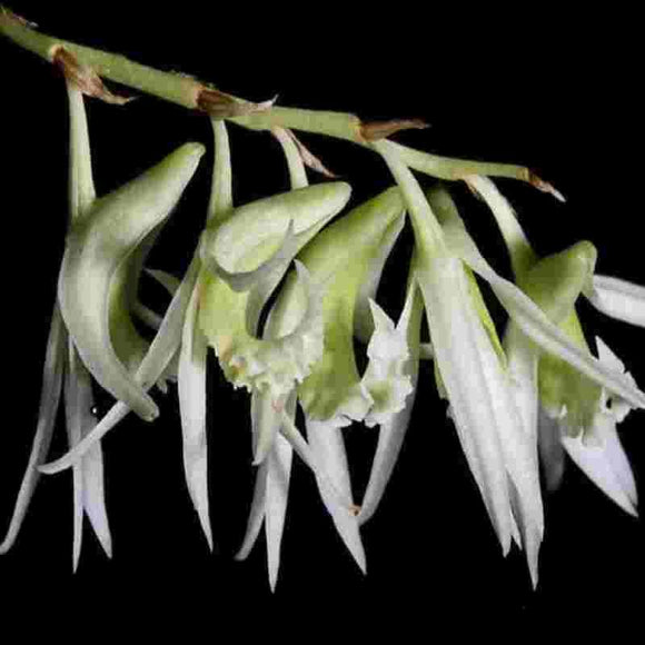 Dendrobium kratense sp. 