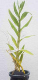 Dendrobium kratense sp.