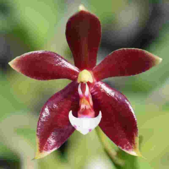 Phalaenopsis Sumatrana X Phal. Cornu Cervi 