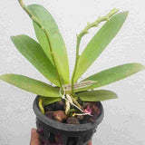 Phalaenopsis Sumatrana X Phal. Cornu Cervi