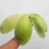 Phalaenopsis gigantea X cornu cervi
