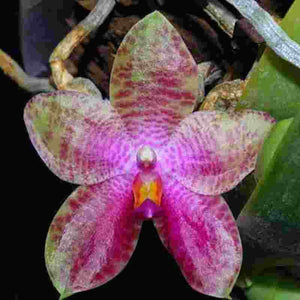 Phalaenopsis gigantea X bellina 