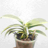 Phalaenopsis Chia E Yenlin Variegated