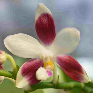 Phalaenopsis tetraspis sp. 
