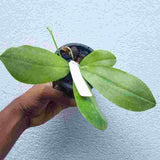 Phalaenopsis tetraspis sp.