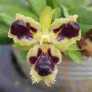 Hsraella rectocalla three lips sp. 