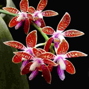 Phalaenopsis corningiana sp. 