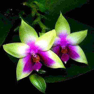 Phalaenopsis violacea fma. bornei sp.