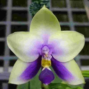 Phalaenopsis bellina var. coerulea sp.