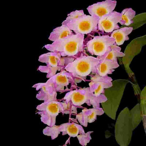 Dendrobium amabile sp. 