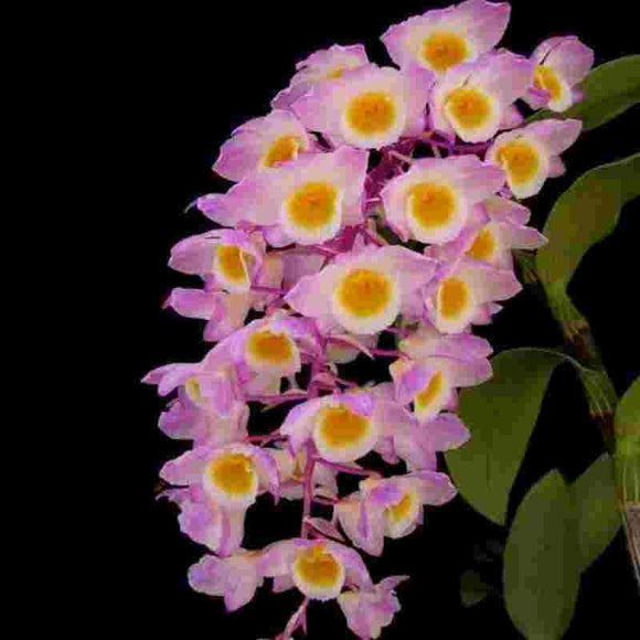 Dendrobium amabile sp. 