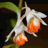 Dendrobium chapaense sp.