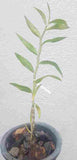 Dendrobium chapaense sp.
