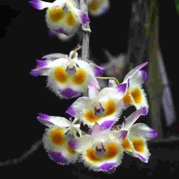Dendrobium devonianum sp. 