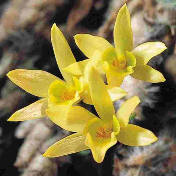 Dendrobium senile sp.