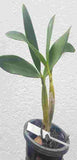 Dendrobium chrysotoxum var. sauvissimum