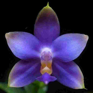 Phalaenopsis violacea indigo blue sp. - BS