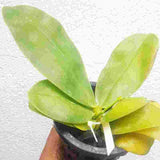 Phalaenopsis violacea 'Indigo Blue' sp. - BS
