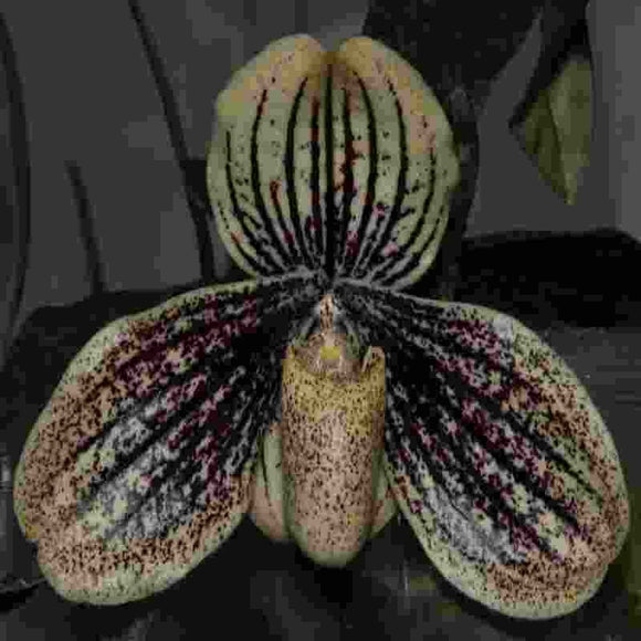 Paphiopedilium myanmaricum