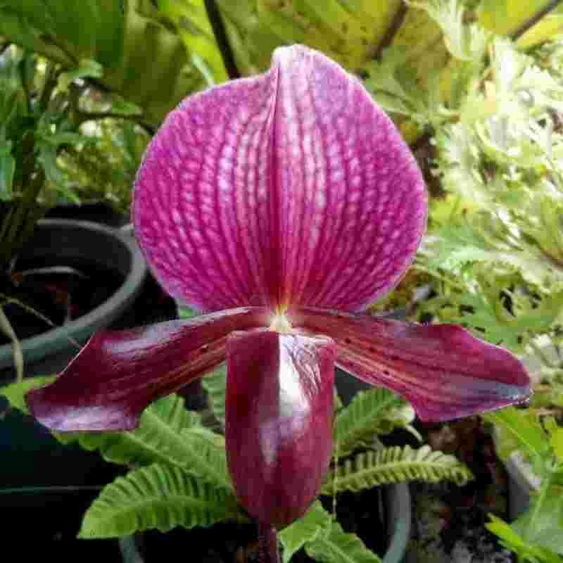 Products – Page 31 – EXOTICA ORCHIDS